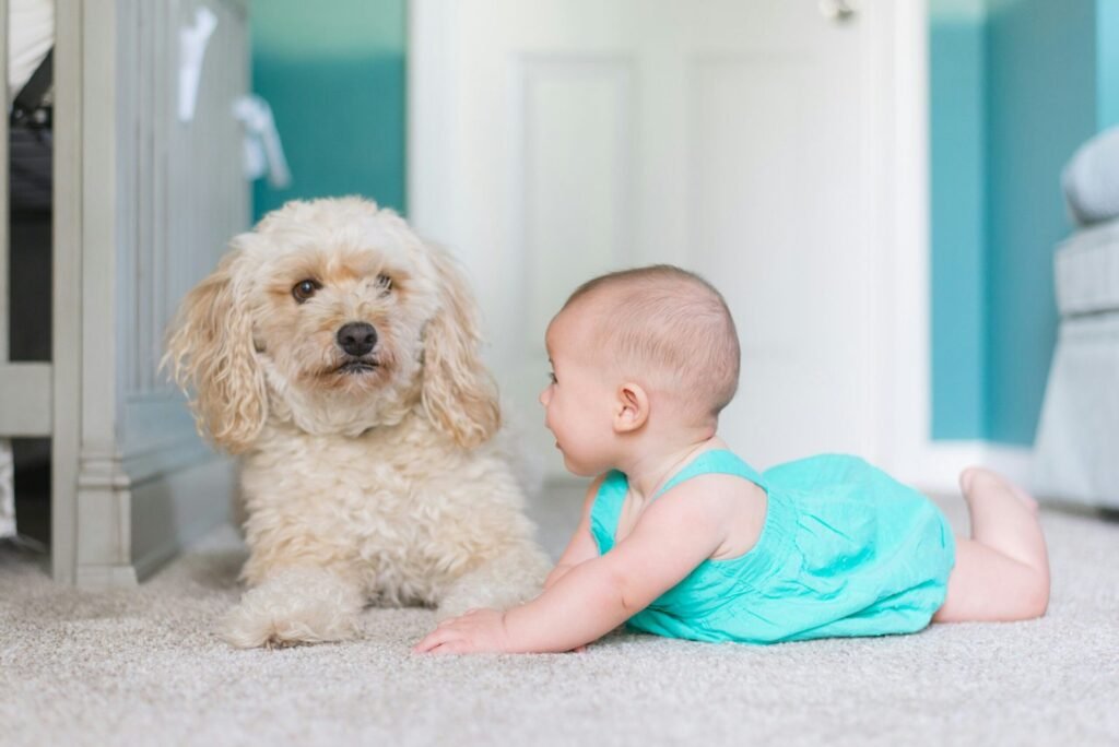 pet stains and odors removal