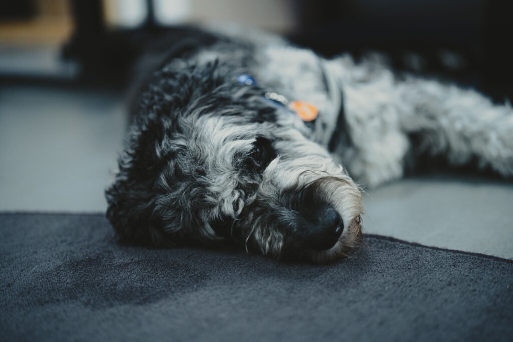 pet stains and odor